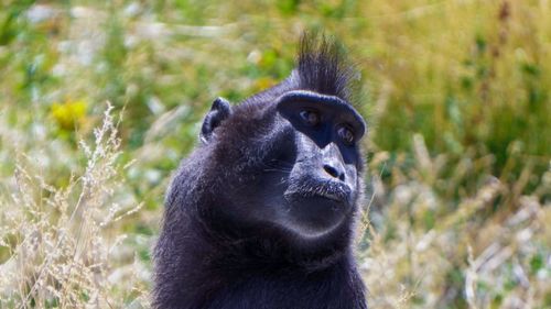 Black ape in safari 