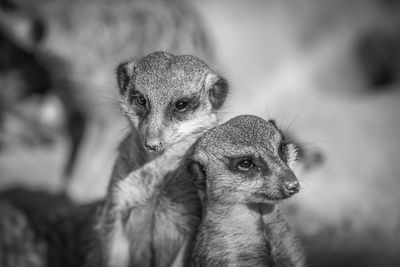 Close-up of two meerkats