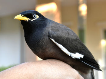 Myna bird on a gentle hand on a blurred background