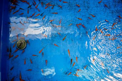 View of fishes swimming in sea