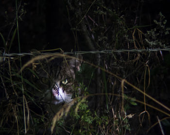 Close-up of cat in grass at night