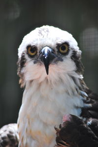 Close-up portrait of osprey bird