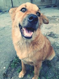 Close-up portrait of a dog