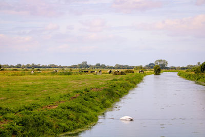 View of cows on landscape against sky