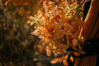 Close up view of autumn colored branches