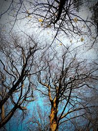 Low angle view of bare tree against sky