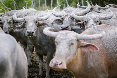 View of animal on field