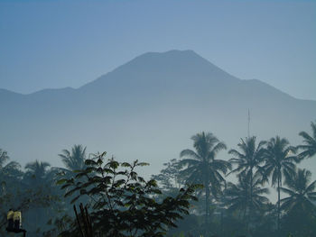 Silhouette palm trees against clear sky