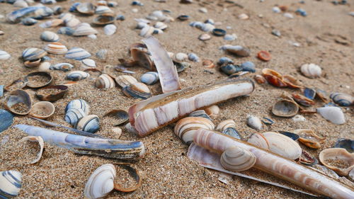 High angle view of shells on beach