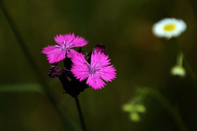 Close-up of flower blooming outdoors