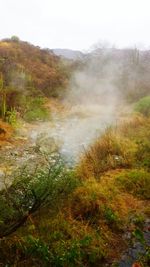 Scenic view of forest