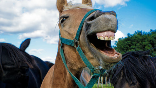 Close-up of horse