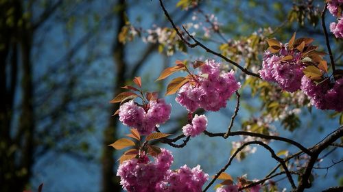 Close-up of pink cherry blossom