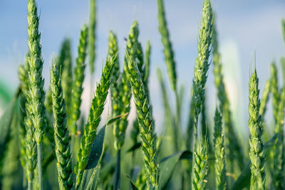 Green wheat field close up image. agriculture scene