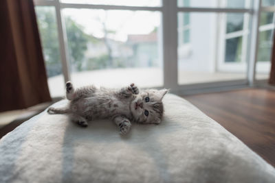 Close-up of cat lying at home