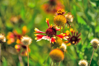 Close-up of insect on flowering plant