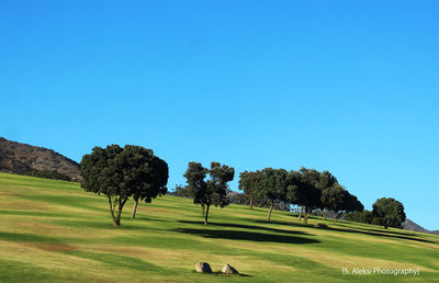 Scenic view of grassy field against blue sky