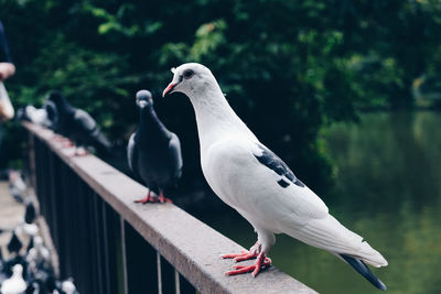 Close-up of birds perching on metallic railing