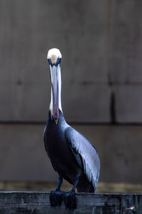 Bird perching on railing