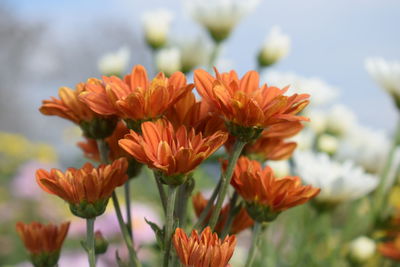 Close-up of orange flowering plants