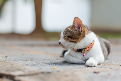 Cat lying down