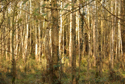 View of trees in forest