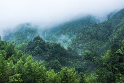 Trees in forest against sky during foggy weather