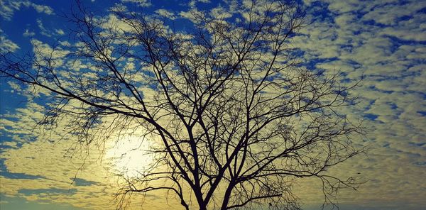 Low angle view of bare tree against sky