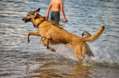 Dog play and romp on the dog beach in langenhagen near hannover at the silbersee