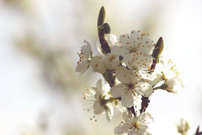 Close-up of fresh white flowers blooming in park