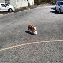 Dog standing on road