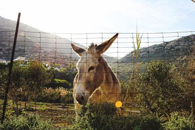 Portrait of donkey standing on field against sky