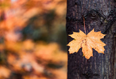 Close-up of maple leaves on tree during autumn