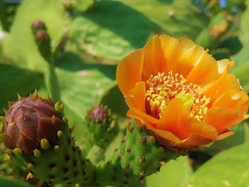 Close-up of orange flowering plant