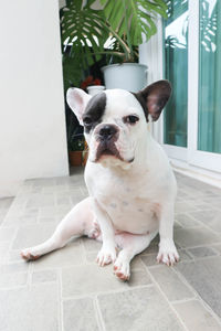 Portrait of dog sitting on tiled floor