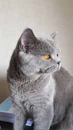 Close-up of a cat looking away