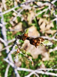 Close-up of bee pollinating flower