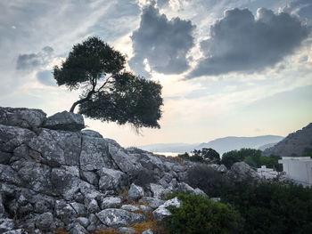 Lonely tree growing on top rocks against sky