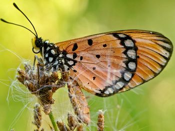 Close-up of butterfly on flower