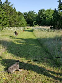 Dog on field by trees against sky