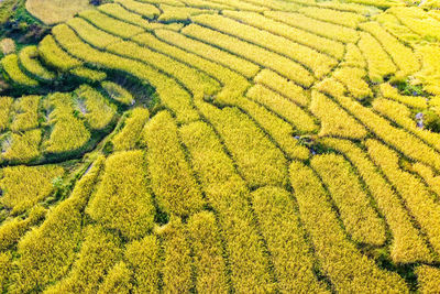 High angle view of field