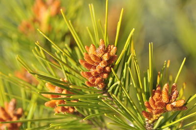 Close-up of plant