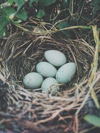 High angle view of eggs in nest