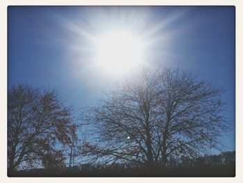 Low angle view of trees against sky