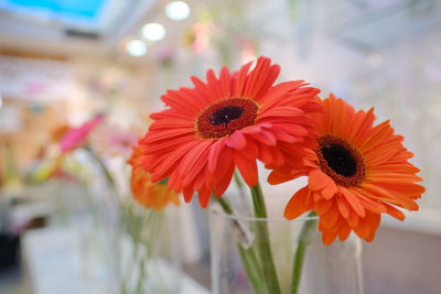 Close-up of orange gerbera daisy