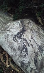 High angle view of tree trunk in forest