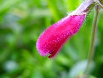 Close-up of pink flowers