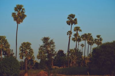 Low angle view of palm trees against clear sky