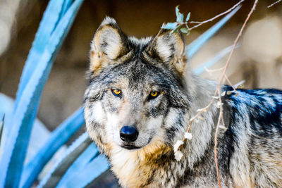 Close-up of wolf looking at camera