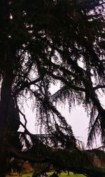 Low angle view of silhouette tree in forest against sky